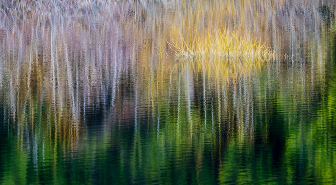 USA, Washington State, Sammamish. Small pond with reflections of spring colors on trees and their reflections