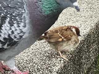 スズメとハト