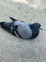 休憩する鳩