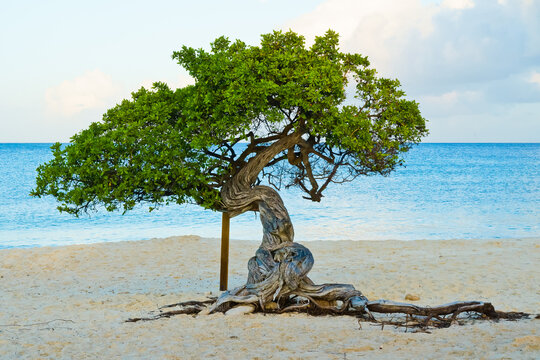 Fofoti tree on Eagle beach Aruba