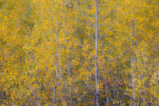 USA, Washington State, Preston. Golden fall colors with cottonwood trees