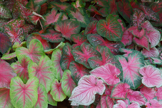 USA, Washington State, Sammamish. Tropical caladium leafed plants on deck in mass plantings