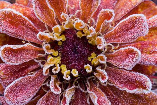 USA, Washington State, Sammamish. Frost on orange zinnia