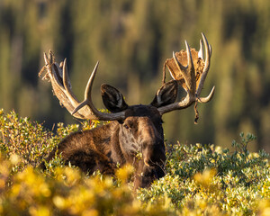 Bull Shiras Moose - alces alces - standing above willows with leaves changing to autumn colors making eye contact Colorado, USA