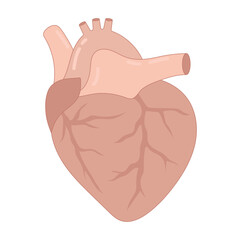 Obraz premium heart illustration, vector design of human internal organs