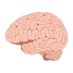 brain illustration, vector design of human internal organs