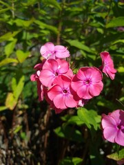 pink flower