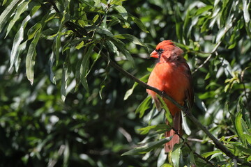 Red male cardinal bird perched i green shrub