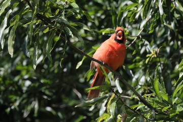 Red male cardinal bird perched i green shrub