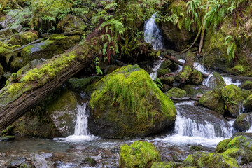 Quinault, Washington State, USA. Merriman Falls in the Quinault Rainforest.