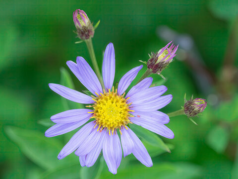 Washington State, Mount Rainier National Park. Subalpine daisy wildflower blossom and flower buds close-up
