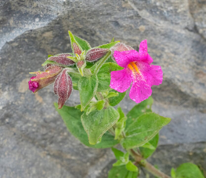 Washington State, Mount Rainier National Park. Close-up scene of vibrant Lewis monkeyflowers covered with dew drops