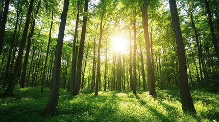 Naklejka premium A serene forest scene, showcasing tall trees and sunlight filtering through lush green foliage, creating a peaceful atmosphere.