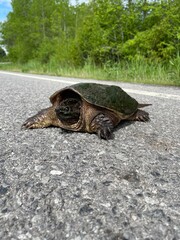 Snapping Turtle