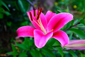 Fototapeta premium Magenta lily on a blurred background, selective focus. Bright flower for publication, poster, calendar, post, screensaver, wallpaper, postcard, banner, cover, website. High quality photo
