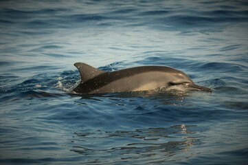 dolphin in the water