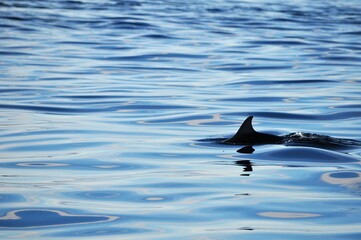 Obraz premium dolphin in water