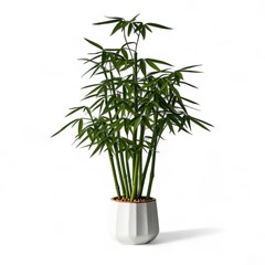 decorative bamboo in pot isolated on white background