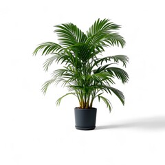 Obraz premium Kentia palm (Howea forsteriana) in a pot on a white background. clipping path element. gives a tropical and elegant feel to a large room such as a living room or lobby.