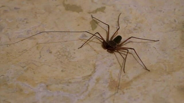 Scorpion spider on the ground cave insect in Mexico.
