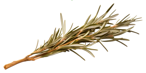 PNG Plant herbs rosemary medicine.