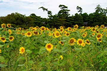 長崎鼻のひまわり