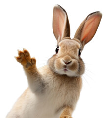 PNG Animal mammal rodent rabbit.