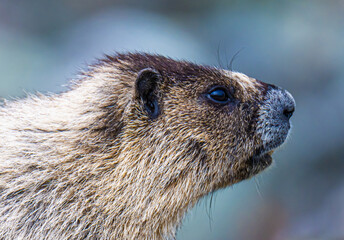 Close up of an Alaskan Marmot Face
