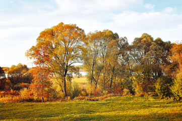 Autumn landscape - yellowed autumn trees in the grove near the forest river in sunny evening. Picturesque autumn landscape in vintage tones