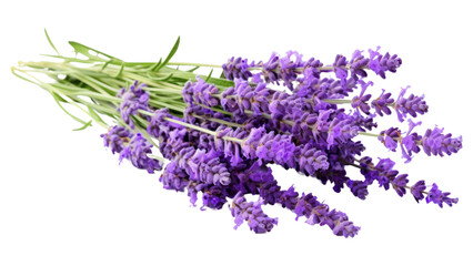 PNG Lavender blossom flower plant.