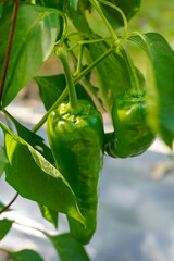 Green carmine peppers hanging from the vines. Outdoor vegetable garden.
