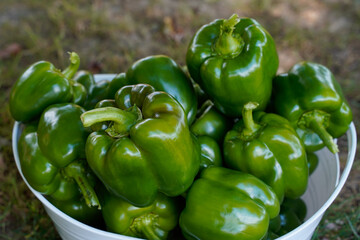 A basket full of freshly picked green peppers. Organic Bell peppers.