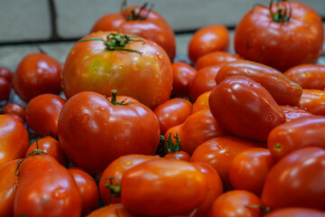 Freshly picked tomatoes from an organic garden.