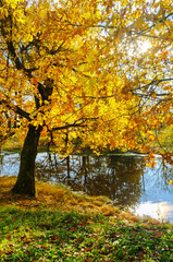 Fototapeta premium Autumn landscape - yellow oak trees near the forest pond at sunset, autumn landscape in sunny day, soft filter appllied