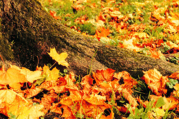 Autumn leaves background, yellow and orange autumn maple leaves on the ground near the autumn tree. Autumn leaves background in vintage tones