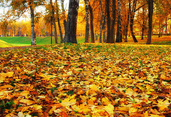 Fall landscape view of fall park at sunset. Row of fall trees with fallen dry leaves covering the ground, focus at the fall leaves on the foreground