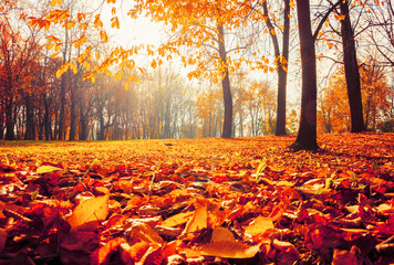 Fall landscape, sunny fall park lit by sunshine - sunny fall landscape in bright sunlight. Fall...