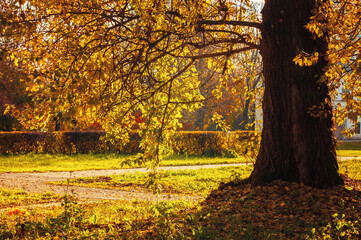 Autumn landscape. Autumn trees with yellow foliage in the city October park, sunny autumn nature