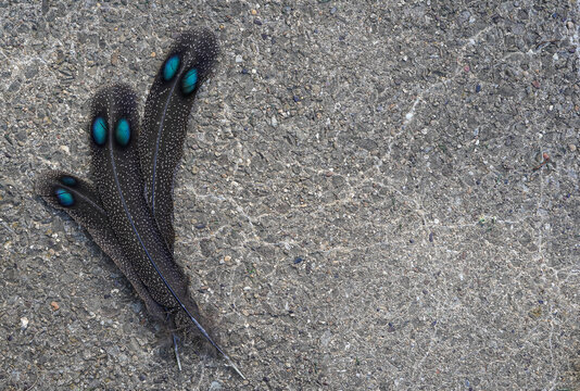 Three Grey Peacock Pheasant feathers placed at the left of the image, leaving space for text on the right. Concrete background.