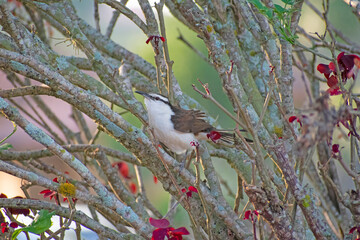 Bicolored Wren 