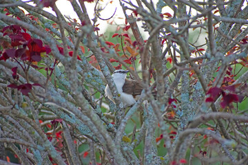 Bicolored Wren 