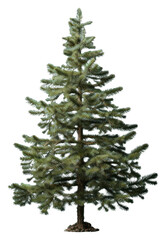 Fototapeta premium PNG Plant tree pine fir.