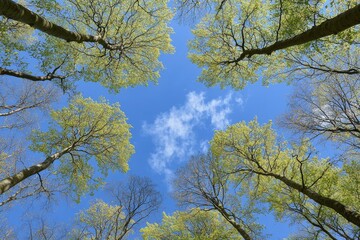 Fototapeta premium View from below into treetops of beeches on a sunny and cloudless day in spring 