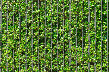 The iron fence has banyan trees planted in a row between the fence bars