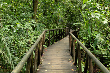 Wooden walking paths through the rainforest in Manuel Antonio National Park in Costa Rica.