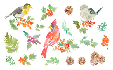 A set of vector illustrations of abstract cardinals, robins, long-tailed tits, holly, and pinecones painted in watercolor. Hand-drawn illustrations of Christmas birds and Christmas plants for backgrou
