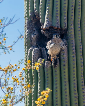 An American Kestrel surveys his domain from a nest in a Saguaro cactus.