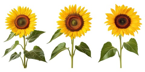 Collection set of photos of sunflowers isolated on white background, summer flowers