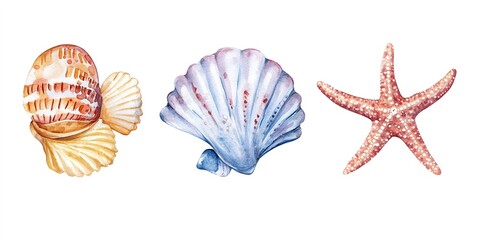 Obraz premium The hand painted watercolor watercolor shells and starfish are isolated on a white background.