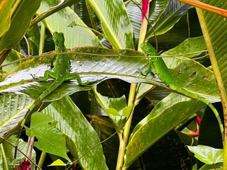 Two small green lizards sitting on the leaf of a plant in a Costa Rican rainforest.